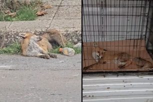 Φροντίζουν αλεπού που βρέθηκε σοβαρά τραυματισμένη στο Λεβίδι Αρκαδίας