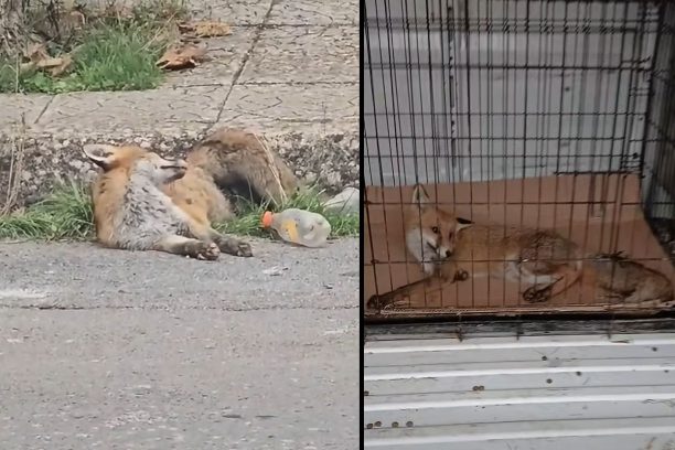 Φροντίζουν αλεπού που βρέθηκε σοβαρά τραυματισμένη στο Λεβίδι Αρκαδίας