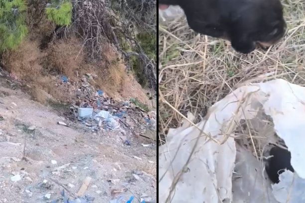 Λούμπα Αττικής: Έκλεισε τρία κουταβάκια σε τσουβάλι και τα πέταξε σε γκρεμό για να τα σκοτώσει (βίντεο)