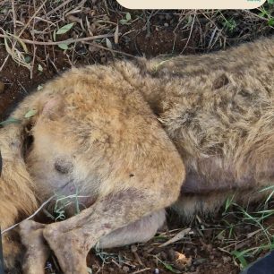 Βρήκαν λύκο παγιδευμένο σε παράνομη συρμάτινη θηλιά στον Μαραθώνα Αττικής (βίντεο) 2 MarathonasAttikisLykosSyrmatiniThylia20 4 2026 3