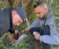 Βρήκαν λύκο παγιδευμένο σε παράνομη συρμάτινη θηλιά στον Μαραθώνα Αττικής (βίντεο)