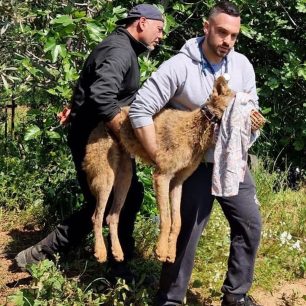 Βρήκαν λύκο παγιδευμένο σε παράνομη συρμάτινη θηλιά στον Μαραθώνα Αττικής (βίντεο) 6 MarathonasAttikisLykosSyrmatiniThylia20 4 2026 5