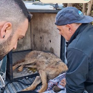 Βρήκαν λύκο παγιδευμένο σε παράνομη συρμάτινη θηλιά στον Μαραθώνα Αττικής (βίντεο) 4 MarathonasAttikisLykosSyrmatiniThylia20 4 2026 6