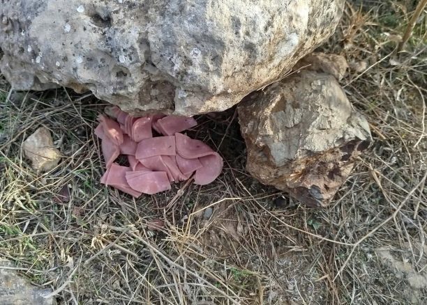 Κρήτη: 25 κομμάτια δηλητηριασμένο ζαμπόν η φόλα που βρέθηκε σε Καταφύγιο Άγριας Ζωής στο Μάρτσαλο Ηρακλείου