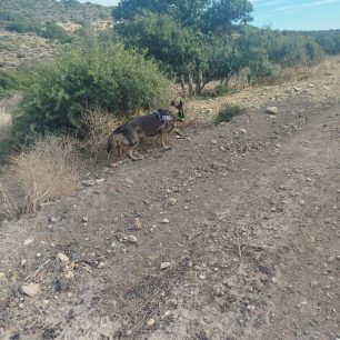 Κρήτη: 25 κομμάτια δηλητηριασμένο ζαμπόν η φόλα που βρέθηκε σε Καταφύγιο Άγριας Ζωής στο Μάρτσαλο Ηρακλείου 9 MartsaloIrakleiouKritisDilitiriasmenoZamponFola7 10 2026 1