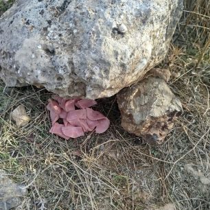 Κρήτη: 25 κομμάτια δηλητηριασμένο ζαμπόν η φόλα που βρέθηκε σε Καταφύγιο Άγριας Ζωής στο Μάρτσαλο Ηρακλείου 4 MartsaloIrakleiouKritisDilitiriasmenoZamponFola7 10 2026 6