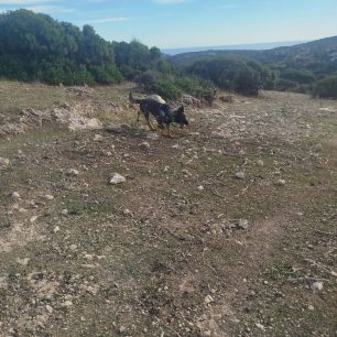 Κρήτη: 25 κομμάτια δηλητηριασμένο ζαμπόν η φόλα που βρέθηκε σε Καταφύγιο Άγριας Ζωής στο Μάρτσαλο Ηρακλείου 3 MartsaloIrakleiouKritisDilitiriasmenoZamponFola7 10 2026 7