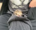 Τουρίστες έσωσαν μωρό γατάκι θέλησαν να το υιοθετήσουν και ο Δήμος Ναυπλιέων αδιαφορεί για το αίτημα τους