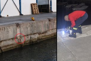 Νέα Μηχανιώνα Θεσσαλονίκης: Έσωσαν γατάκι που παγιδεύτηκε στην προκυμαία και κινδύνευε να πέσει στη θάλασσα (βίντεο)
