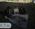 Στη Φλώρινα στο καταφύγιο του ΑΡΚΤΟΥΡΟΥ ο λύκος που περιφερόταν στους οικισμούς πέριξ των Θρακομακεδόνων Αττικής