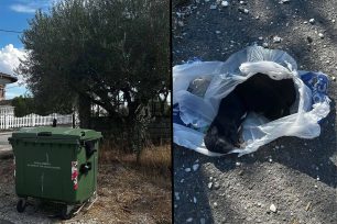Παλατίτσια Ημαθίας: Βρήκε τέσσερα νεογέννητα κουτάβια σε σακούλες πεταμένα σε κάδο