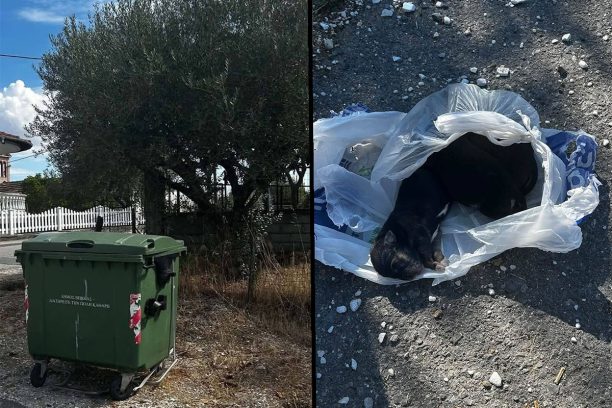 Παλατίτσια Ημαθίας: Βρήκε τέσσερα νεογέννητα κουτάβια σε σακούλες πεταμένα σε κάδο