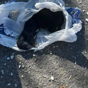 Παλατίτσια Ημαθίας: Βρήκε τέσσερα νεογέννητα κουτάβια σε σακούλες πεταμένα σε κάδο 1 PalatitsiaImathiasKoutaviaSakoulesKados14 9 2026 3