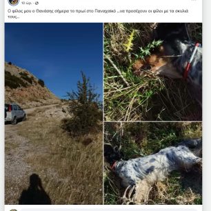 Αχαΐα: Με υδροκυάνιο σε φόλες δολοφόνησε τσακάλια και σκύλο στο Καρκαλέτσι στο Παναχαϊκό όρος 4 PanaxaikoOrosFolesYdrokyanioDilitiriasmenaZoa21 10 2026 0