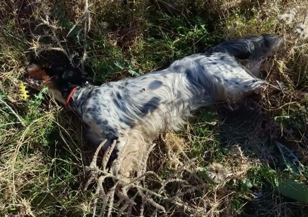 Αχαΐα: Με υδροκυάνιο σε φόλες δολοφόνησε τσακάλια και σκύλο στο Καρκαλέτσι στο Παναχαϊκό όρος