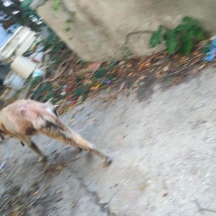 Πάρος: Άφηνε τρία σκυλιά να αργοπεθαίνουν από την πείνα μέσα σε αυλή σπιτιού στην Παροικιά (βίντεο) 6 ParosParoikiaSkeletomenaSkylia14 10 2026 8