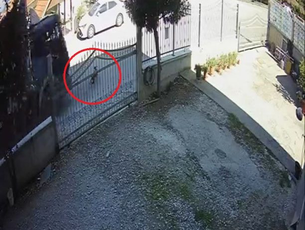 Πατρίδα Ημαθίας: Οδηγός φορτηγού πάτησε και σκότωσε σκύλο – Οδηγούσε με μεγάλη ταχύτητα εντός οικισμού (βίντεο)