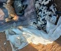 Αντιδράσεις προκαλεί το πόρισμα του ΔΙ.ΚΕ.Π.Α.Ζ. αναφορικά με την αιτία θανάτου των μωρών γατιών στο Πέραμα Αττικής
