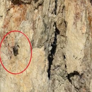 PolyaigosPtomaThalassiasXelonas20 10 2026 2