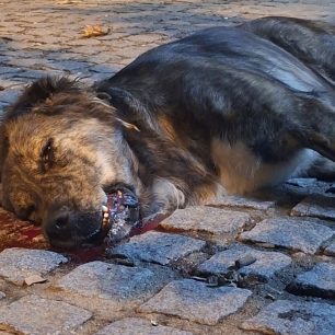 Παιδιά διαμαρτυρήθηκαν για τη δολοφονία σκυλιών με φόλες στη Ροδόπολη Σερρών (βίντεο) 2 RodopoliSerronDilitiriasmenosSkylos14 10 2026 0