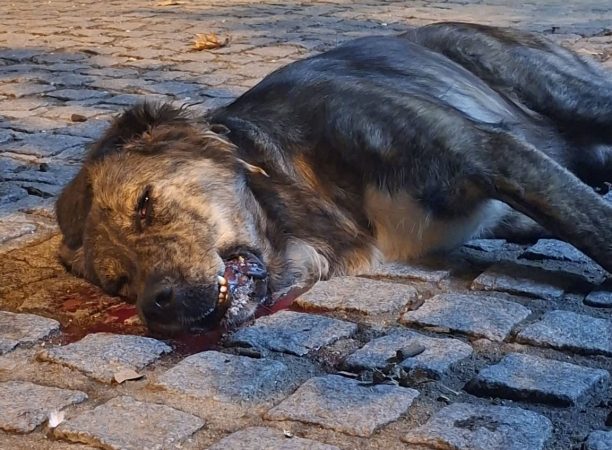Ροδόπολη Σερρών: Με φόλες δολοφόνησε δύο αδέσποτα σκυλιά (βίντεο)