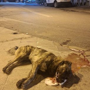 Ροδόπολη Σερρών: Με φόλες δολοφόνησε δύο αδέσποτα σκυλιά (βίντεο) 3 RodopoliSerronDilitiriasmenosSkylos14 10 2026 1