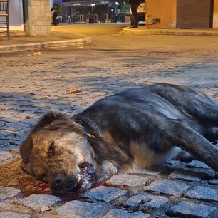 Ροδόπολη Σερρών: Με φόλες δολοφόνησε δύο αδέσποτα σκυλιά (βίντεο) 1 RodopoliSerronDilitiriasmenosSkylos14 10 2026 2
