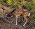 Ρόδος: Σώθηκε ακόμα ένα ελάφι που εντοπίστηκε παγιδευμένο σε συρματόπλεγμα (βίντεο)