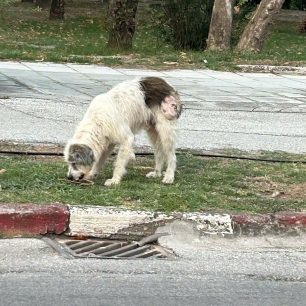 Σέρρες: Έκκληση για να πιαστεί ο σκύλος με τον όγκο ώστε να μεταφερθεί για περίθαλψη 1 SerresSkylosOgos3 8 2026 1