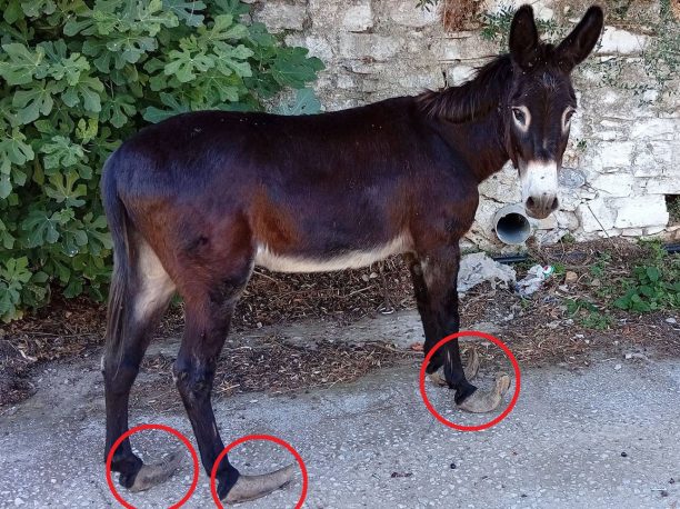 Σκόπελος: Ποιος κακοποιεί αυτό το γαϊδούρι με τις τεράστιες οπλές;