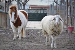 Τύρναβος Λάρισας: Άρπαξαν, έκλεψαν και έσφαξαν προβατίνα που φιλόζωοι τη φρόντιζαν από μωρό εδώ και έξι χρόνια