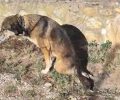 Χωρούδα Θεσσαλονίκης: Έκκληση για τη διάσωση παράλυτου σκύλου που σέρνεται (βίντεο)