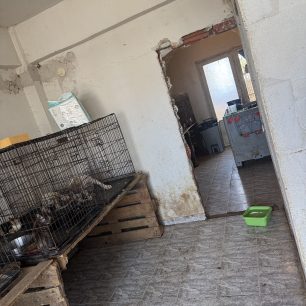 ZoaKatafygioThermiThessalonikis6 9 2026 2