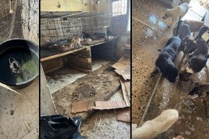 Εθελοντές καταγγέλλουν τις άθλιες συνθήκες διαβίωσης για δεκάδες σκυλιά, γάτες και κατσίκες σε ιδιωτικό χώρο στη Θέρμη Θεσσαλονίκης (βίντεο)