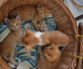 Τέσσερα γλυκά γατάκια σώθηκαν και χαρίζονται