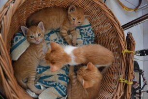 Τέσσερα γλυκά γατάκια σώθηκαν και χαρίζονται