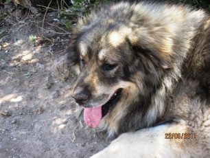 Χαρίζουν γατάκια και καθαρόαιμους καυκάσιους σκύλους