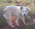 Σκύλος στον Άγιο Νικήτα Λευκάδας επιτίθεται στην ουρά του εξαιτίας του σοκ & χρειάζεται βοήθεια
