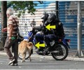 Αστυνομική βία και προς τα αδέσποτα της Αθήνας!