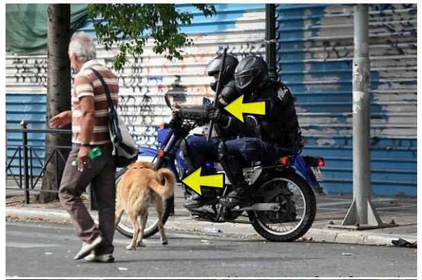 Αστυνομική βία και προς τα αδέσποτα της Αθήνας!