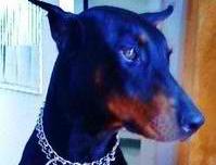 Βρήκαν αρσενικό Doberman στην Αγία Παρασκευή