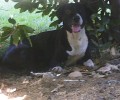 Χάθηκε ηλικιωμένη σκυλίτσα στο Θησείο της Αθήνας