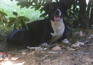 Χάθηκε ηλικιωμένη σκυλίτσα στο Θησείο της Αθήνας