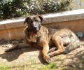 Έκλεψαν τον σκύλο Ραμόν από το κέντρο της Αθήνας