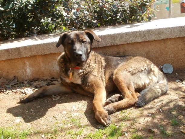 Έκλεψαν τον σκύλο Ραμόν από το κέντρο της Αθήνας