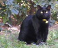 Χάθηκε μαύρη γάτα στο Μαρούσι Αττικής