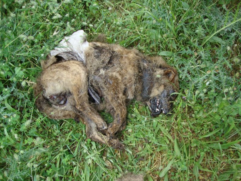 Πάγια πρακτική η δηλητηρίαση ζώων με φόλες στην τουριστική Λευκάδα