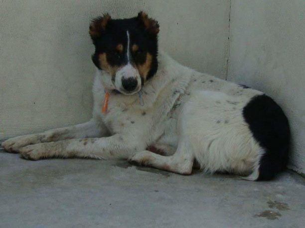 Ηράκλειο Κρήτης: Αναζητούν υιοθεσία για τον σχεδόν τυφλό σκύλο