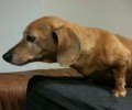 Χάθηκε ηλικιωμένη σκυλίτσα στη Νέα Πεντέλη Αττικής