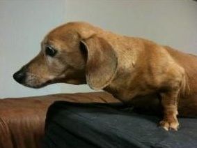 Χάθηκε ηλικιωμένη σκυλίτσα στη Νέα Πεντέλη Αττικής